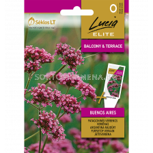 СК СЕМЕНА ВЕРБЕНА ЛИЛАВА БУЕНОС АЙРЕС PURPLETOP VERVAIN BUENOS AIRES 