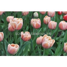 лале (Tulipa La Belle Epoque) 1оп- 8бр