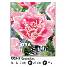 Лале fringed double Queensland- Пакет: 1 оп. - 5 бр.