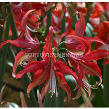 Амарилис Quito/ Hippeastrum spider - 1 брой