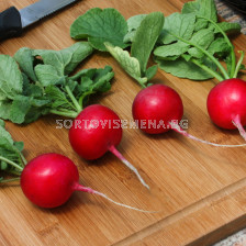 Семена репички CRUNCHY KING - SAKATA-10 000 семена