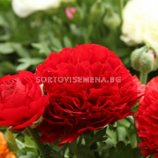 Ранункулус /Ranunculus asiaticus aviv red / 