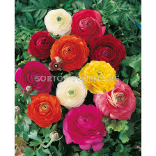 Ранункулус tomer mix/ Ranunculus tomer mixed - 1 бр.