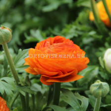 Ранункулус /Ranunculus asiaticus aviv orange / 