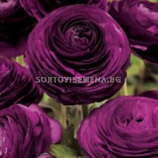 Ранункулус /Ranunculus asiaticus aviv purple /