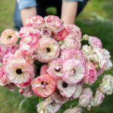 Ранункулус /Ranunculus picotee pink &white / 1 бр 