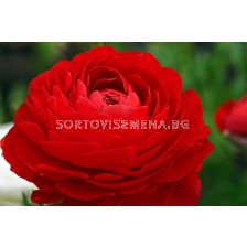 Ранункулус (Ranunculus) червен LSCH