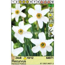 Нарцис/ Narcissus Poeticus Recurvus - Пакет: 1 оп. - 8 бр.