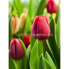 Лале single early Paradiso - 1 бр.