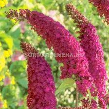 Будлея червена - Buddleja Davidii red