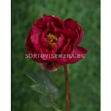 Божур червен/ Paeonia Sin. red - 1 брой