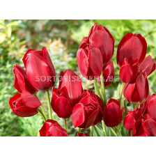 Лале/ Tulipa Red Bouquet - 1 бр.