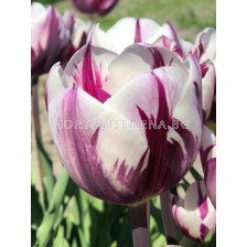 Лале/ Tulipa Rem's Favourite - 1 бр.