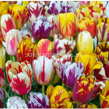 Лале микс/ Tulips rembrandt mixed - 1 бр.