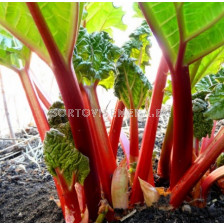 Ревен Rhubarb Victoria - Verpakt Edibles capper edibles Rhubarb Victoria