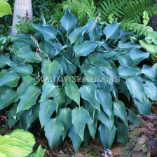 Хоста /HOSTA BLUE ANGEL/ 1 бр 