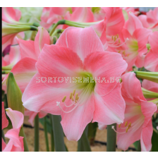 Амарилис Rebecca/ Hippeastrum trumpet - 1 брой