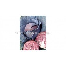 Семена за Зеле Ред династи F1 ( Red dinasty F1 )-2500 сем