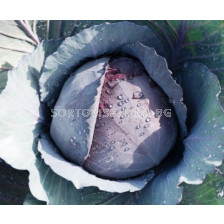 Семена червено зеле Ranchero F1 - 1000 сем - BEJO