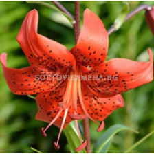 Лилиум (азиатски)/ ASIATIC LILIUM Red Life 16/18 - 1 бр.