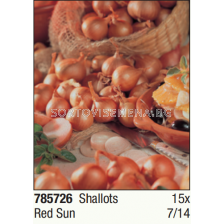 Лук шалот Red Sun/ Shallots  - 1 опаковка - 15 броя