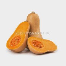 Семена Тиква Матилда - 500 сем