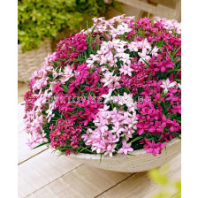 Родохипоксис - Rhodohypoxis mixed 1бр