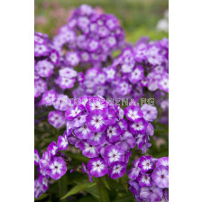 Флокс - Phlox Paniculata Uspech - 1 бр 