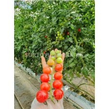 Семена чери домати Рианна F1/ Tomato Rihanna F1 - SAKATA -500 семена