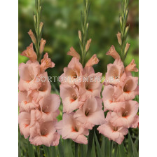 Гладиол Rigoletto - Gladiolus large-flowered Rigoletto - 1бр