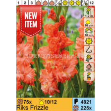 Гладиол Riks Frizzle/ Gladiolus - 1 брой