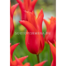 Лале lily-flowered Royal Charm - 1 бр.