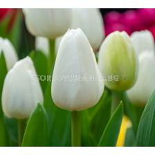 Лале/ Tulipa Royal Virgin - 1 бр.