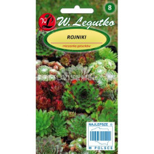 Семена Дебелец микс  / Sempervivum sp. mixture /LG 1 бр