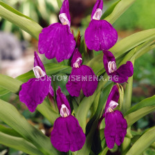 Роскоеа auriculata - 1 бр.