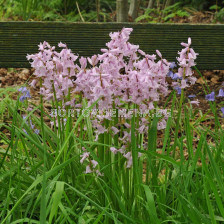 Лъжезюмбюл/ Hyacinthoides hispanica 'Rose Queen - 1 бр