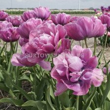 Лале /Tulip Rosy Diamond/ 1 бр