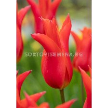 Лале/ Tulip lily-flowered Royal Charm - 1 бр.