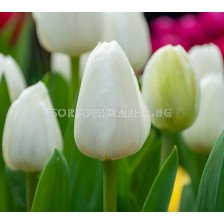 Лале/ Tulipa Royal Virgin - 1 бр.