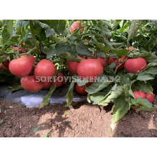 Семена домати Роял Пинк F1 - Розов - 500 бр. семена