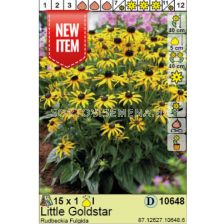 Рудбекия Little Goldstar/ Rudbeckia Fulgida - 1 брой