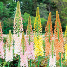 Еремурус микс/ Eremurus ruiter-hybrid mixed - 1 бр.