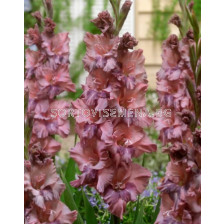 Гладиол/ Gladiolus large-flowered Rusty Chestnut 10/12 -  1 бр.