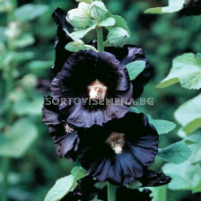 Ружа черна - Alcea rosea black