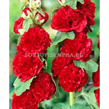 Ружа червена -  Alcea rosea red