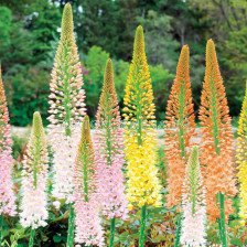 Еремурус микс/ Eremurus ruiter-hybrid mixed - 1 бр.