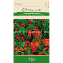 СК МНОГОЦВЕТЕН ФАСУЛ СКАРЛЕТ-SCARLET RUNNER BEAN