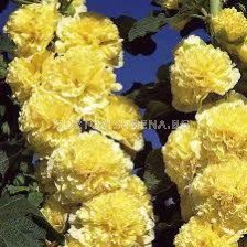 Ружа жълта - Alcea rosea yellow