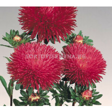 Астра /Callistephus chinensis Crest red/ LG -1 оп