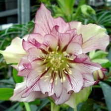 Кукуряк /Helleborus Double Ellen Picotee / 1 бр